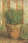 Flowerpot with Chives (nn04) Vincent Van Gogh